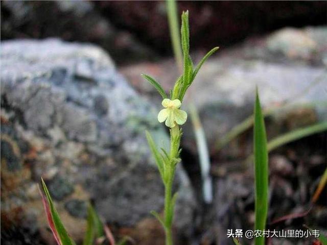 荒草地种植什么-荒草地种植什么不用打理