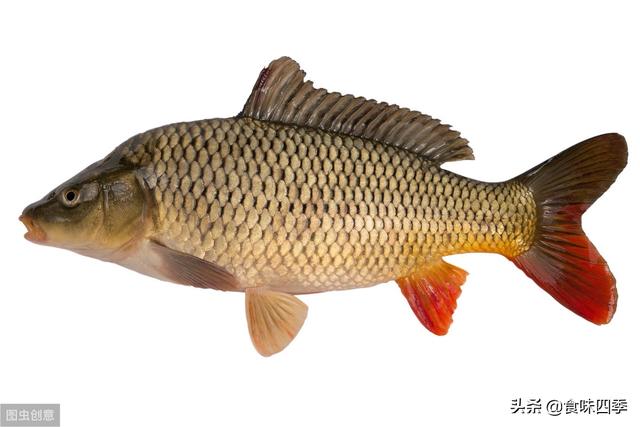 怎样炖鱼不腥还好吃（怎样炖鱼不腥还好吃又简单）