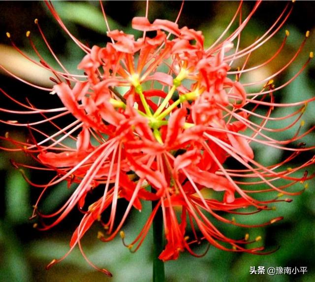 彼岸花的种植方法，彼岸花的种植方法视频