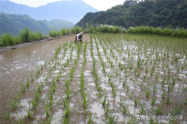 金谷粮食网玉米价格（204年6月价格表）