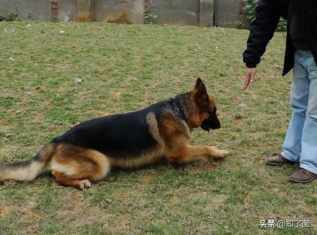 海外生活打猎，海外生活打猎怎么样