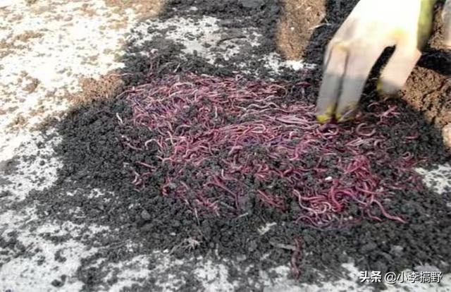 饲料厂生物安全预防措施-饲料厂生物安全预防措施有哪些
