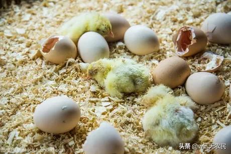 图解防治呼吸道疾病的方法_养鸡怎么样防疫？