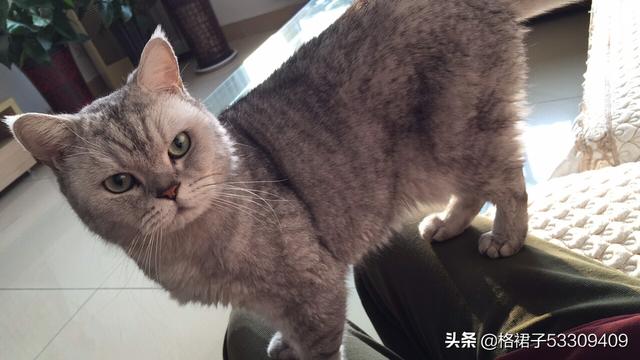我家的猫咪不吃鱼只吃猫粮，什么办法可以改变现状