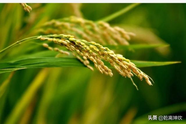发霉米藏30万被扔了会怎样_生虫的米可以卖给谁？