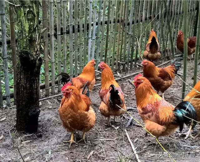 甜竹笋种植技术视频 甜竹笋种植技术视频教程