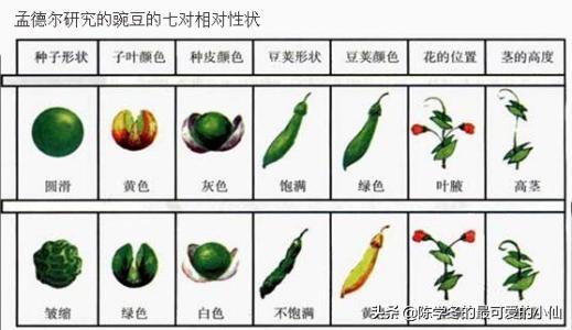 植物行为信息例子，有关植物的信息
