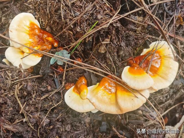 灵芝怎么吃效果最好(图3)