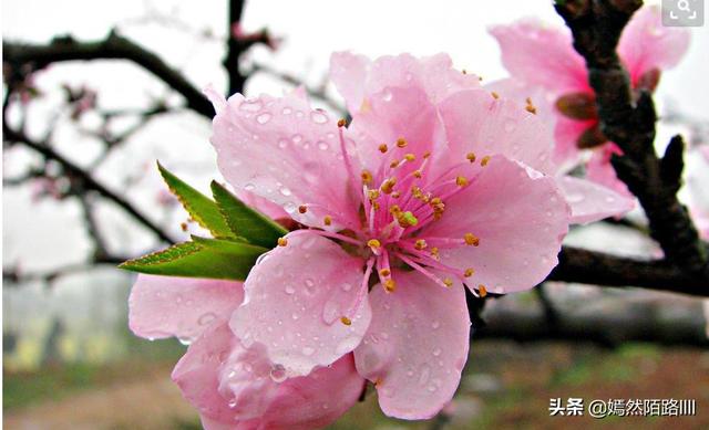 桃花（桃花影院电视剧在线播放第8季）