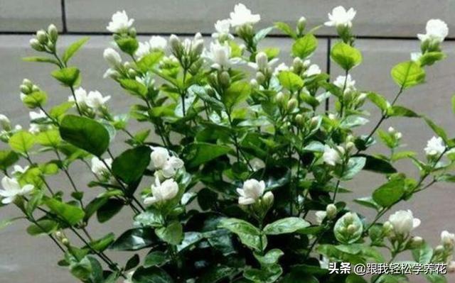 茉莉种植花园怎么养好,茉莉种植花园怎么养好活