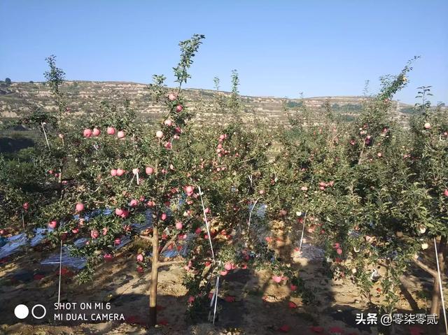 果园种植环境要求高吗,果园种植环境要求高吗知乎