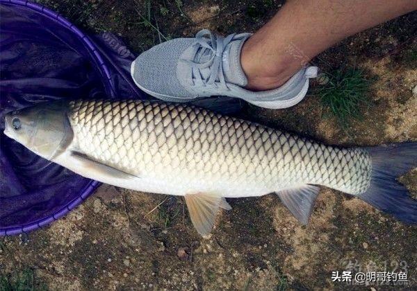 草鱼玉米如何搭配做馅儿(图24)