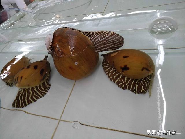 东方文华苑景点门票价格， 东方文华苑景点门票价格表