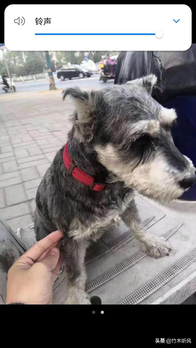 新手饲养雪纳瑞需要注意什么,第2张