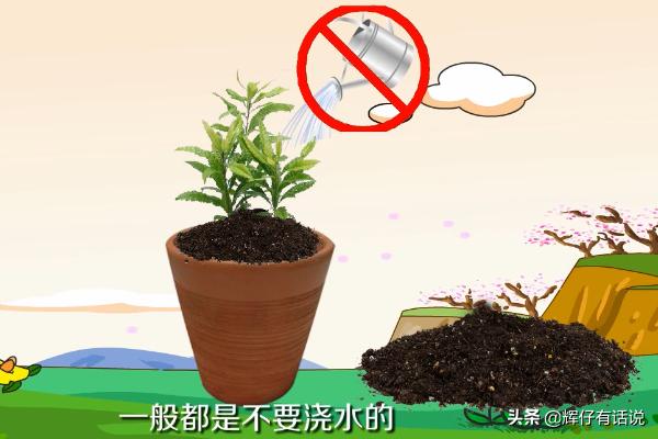 杨梅怎么种植方法，杨梅怎么种植方法视频