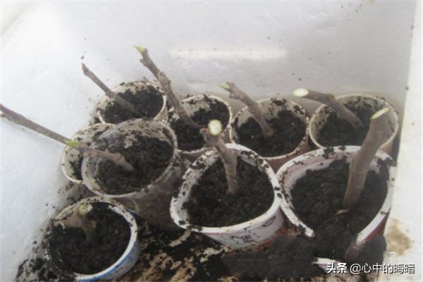 无花果家庭阳台种植风水,无花果家庭阳台种植风水好吗