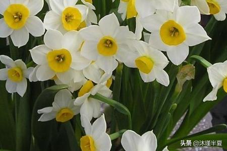 鲜花花语大全带图片（鲜花花卉图片大全及花名）
