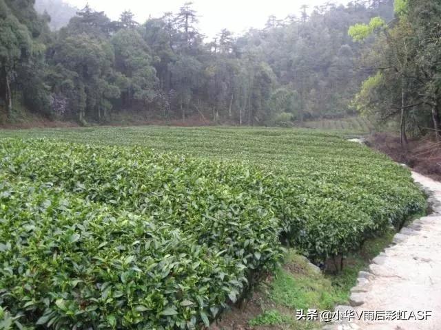 种植信息管理，种植信息管理系统有什么功能