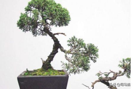 家中花草有虫,怎么办