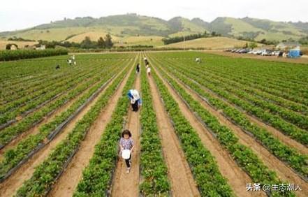 灵芝花园种植视频大全图片,灵芝花园种植视频大全图片欣赏