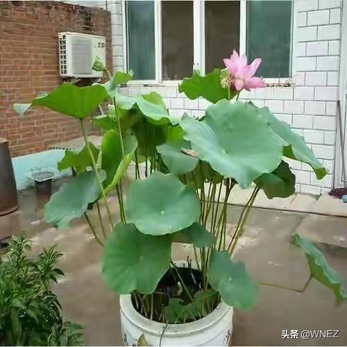 露台花园的花怎么种植,露台花园的花怎么种植的