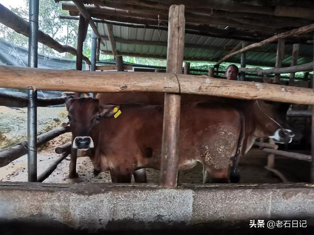 肉牛无公害养殖-肉牛无公害养殖方法