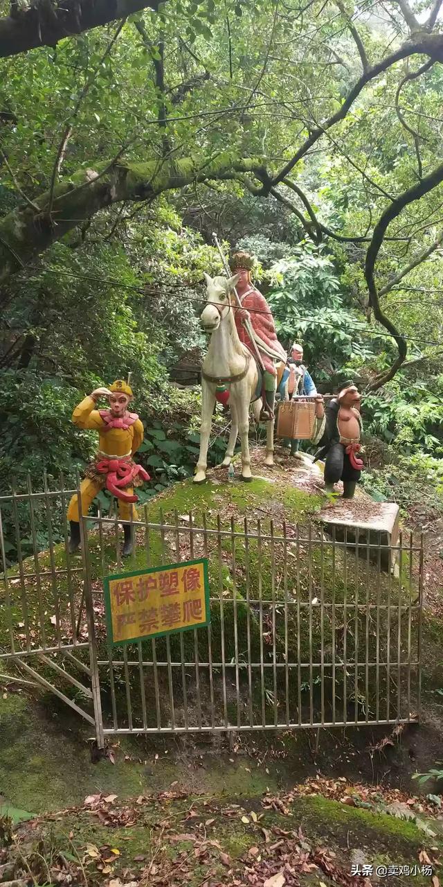 公猪死精怎么调节饲料-种公猪死精用什么药调理?