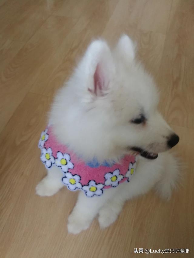 刚生出来的狗宝宝可不可以立即抱走,第3张