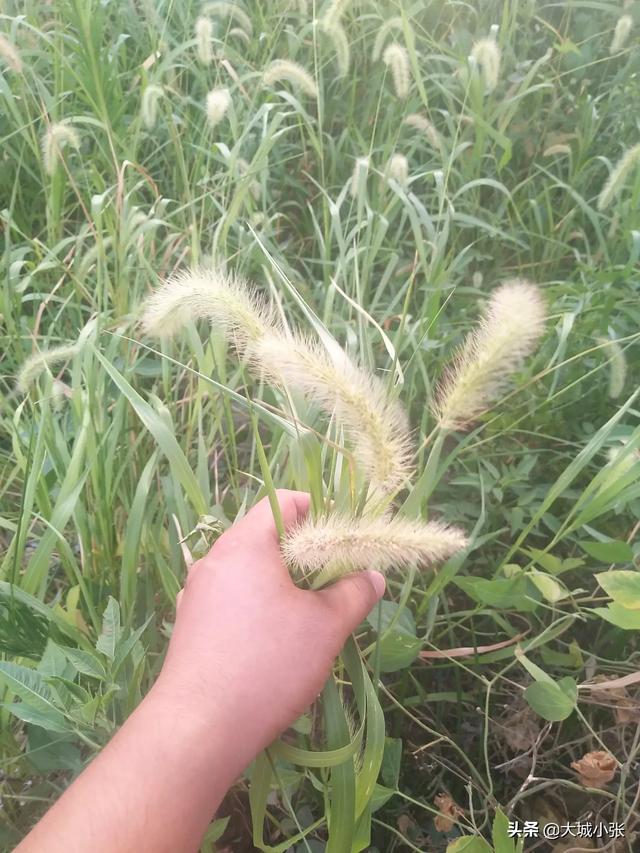 狗尾巴草的花语?狗尾巴草的花语和寓意!