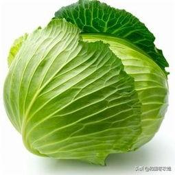 高山菜做法家常做法大全(图29)