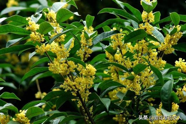 适合室内阳台种植,适合室内阳台种植的蔬菜