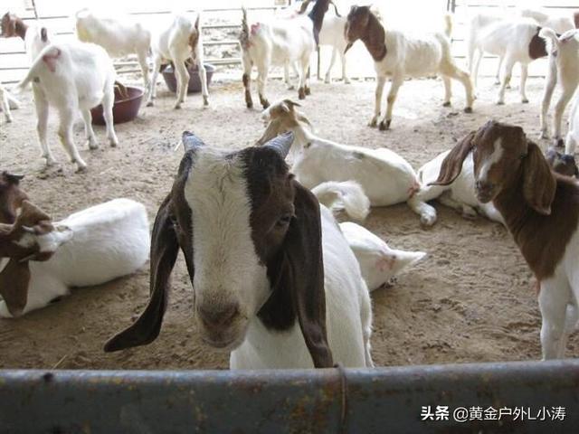 洼地绵羊养殖-洼地绵羊养殖视频