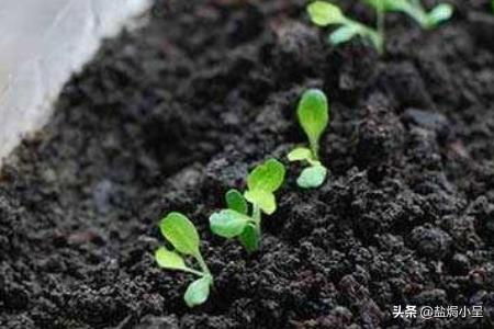 阳台生菜种植方法,阳台生菜种植方法和注意事项