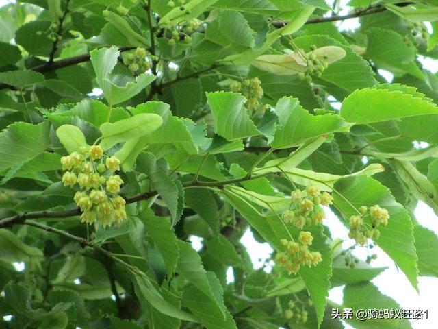 菩提树图片（菩提树图片唯美高清）