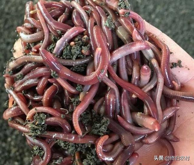 鸡饲料好还是黄粉虫好-鸡饲料好还是黄粉虫好呢