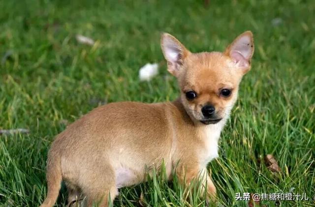 两个月的小狗可以吃什么,第2张