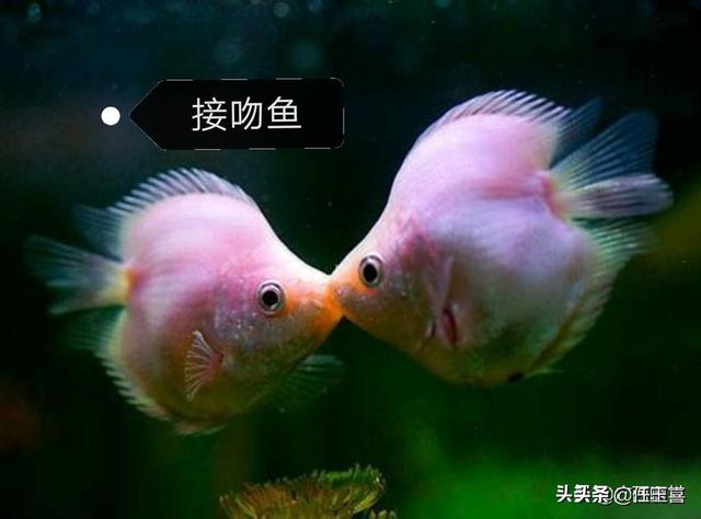养什么最挣钱又好养的 养什么羊好养又赚钱？