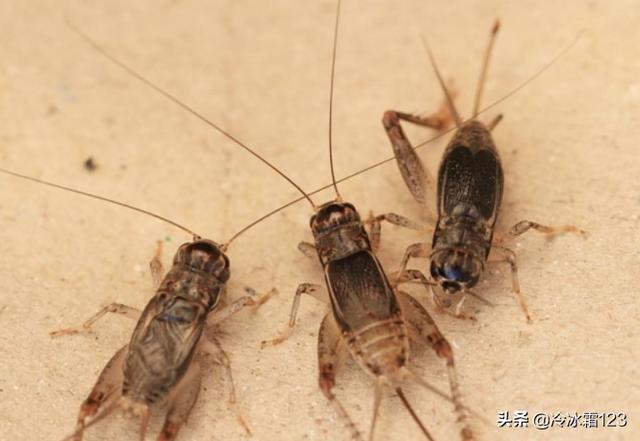 蟋蟀,蝈蝈,蛐蛐有什么不同？带上图片就更好了？：蝈蝈图片大全大图