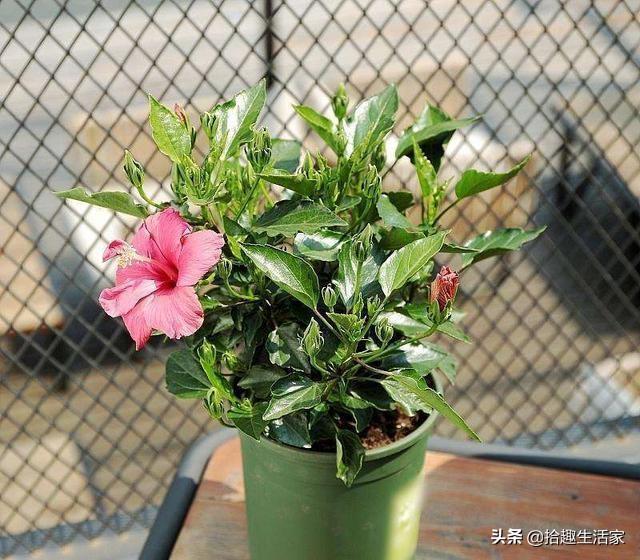 新栽培的太阳花怎么养护和管理(图4)