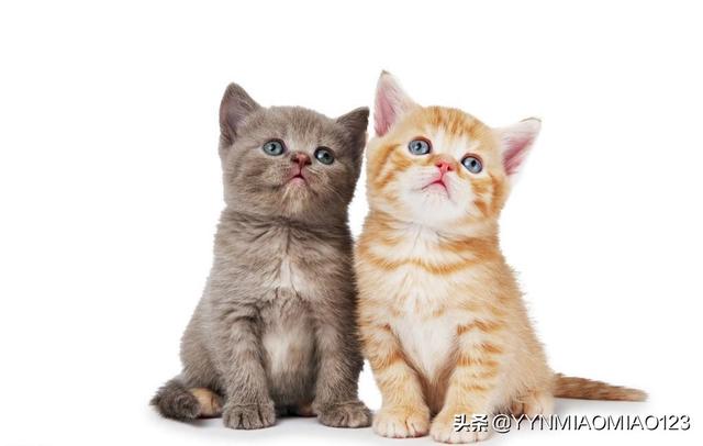 猫咪变瘦了是怎么回事