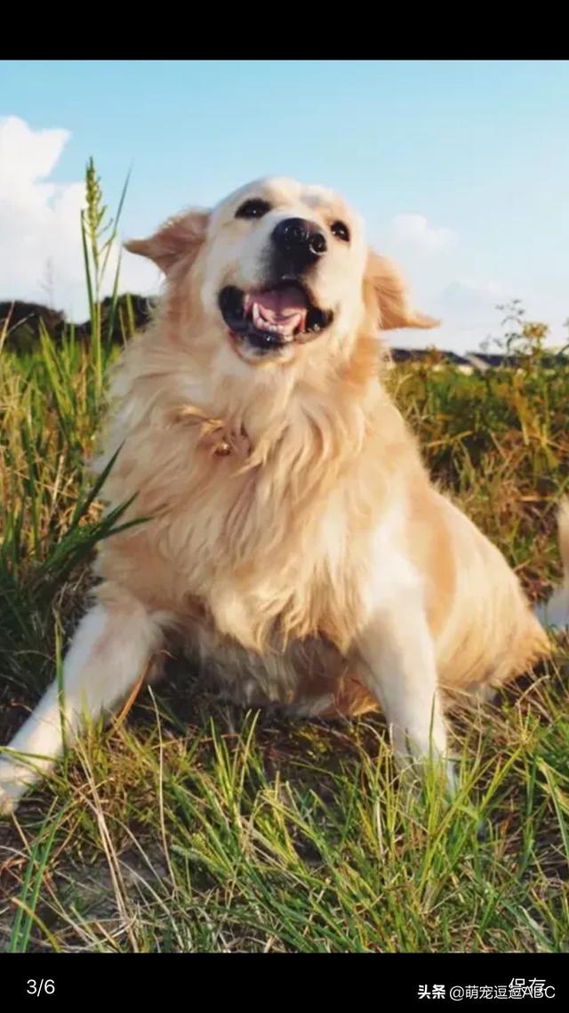 空运柯基犬