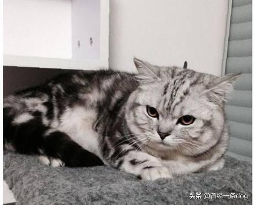 如何简便搭配食物营养均衡