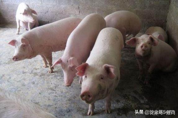 养猪行业的现状和发展前景总结 未来3年养猪前景？