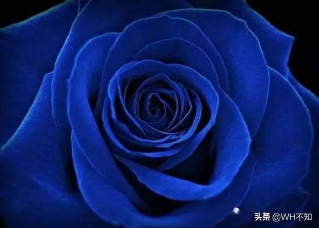 送男士生日鲜花什么花合适（男士生日花束鲜花图片）