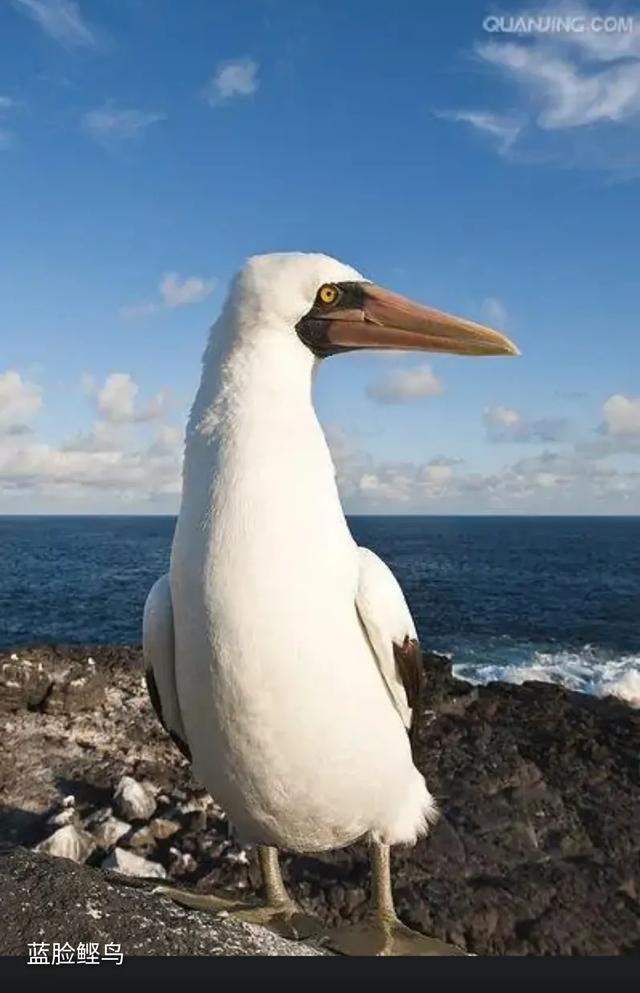 藍腳鰹鳥?藍腳鰹鳥的讀音!