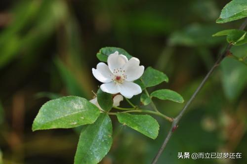 花卉与绿植的文化意蕴