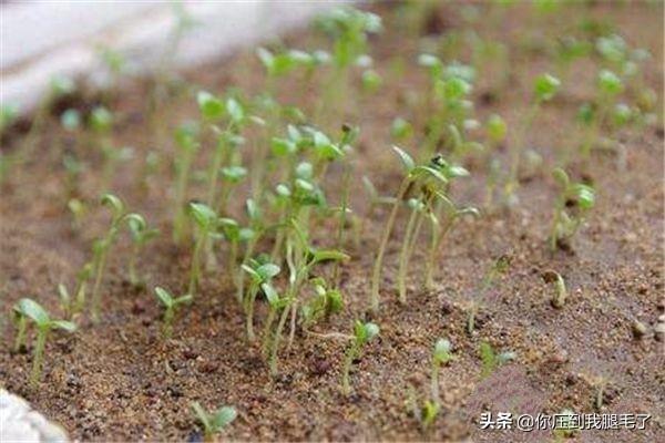 康乃馨种子种植方法，康乃馨种子种植方法和时间