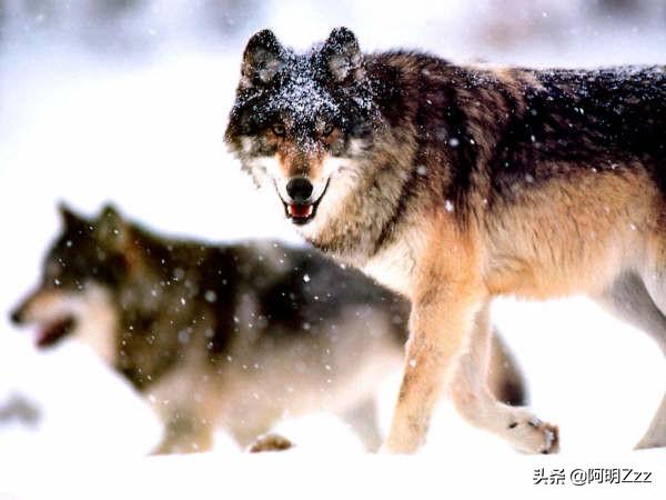 电影《狩猎》_电影狩猎男主家有地下室吗