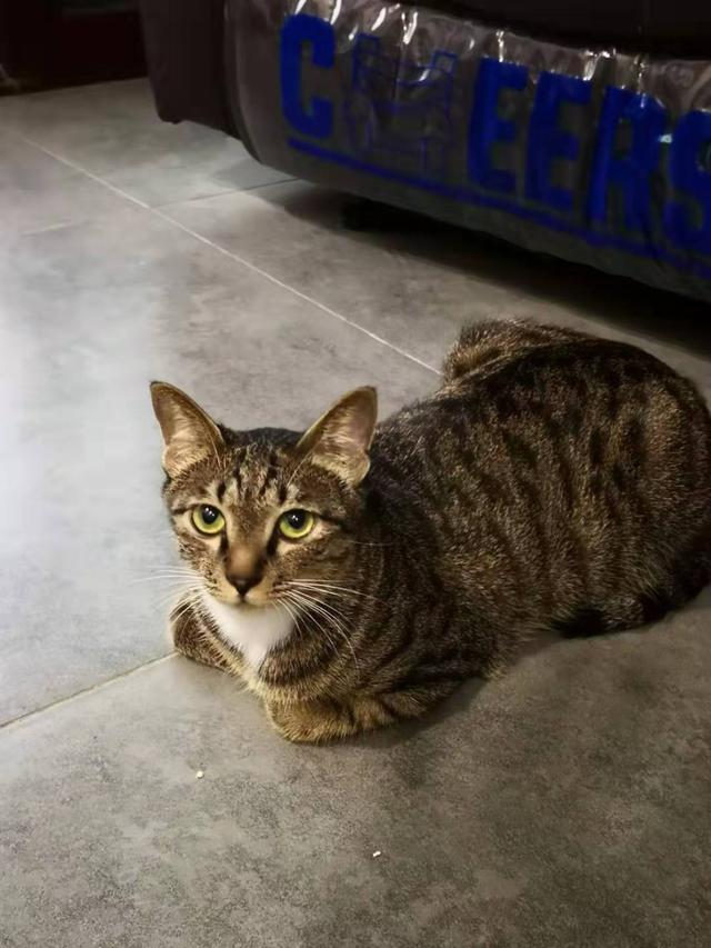 普及知识：如何让猫咪记住自己的名字,第15张