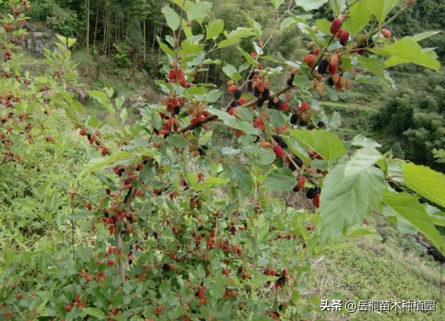 广西恭城瘦肉猪价钱 - 百度-恭城县屠宰场